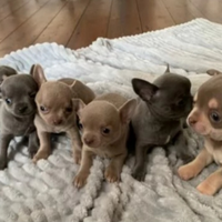 Chihuahua cuccioli blu e cioco