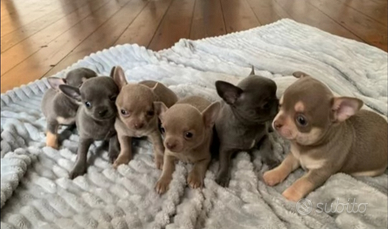 Chihuahua cuccioli blu e cioco