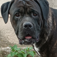 Stallone cane corso