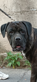Stallone cane corso