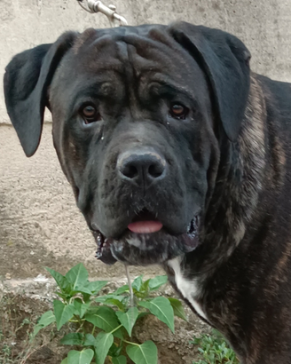 Stallone cane corso