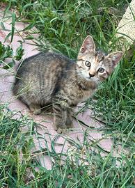 Gattino di due mesi