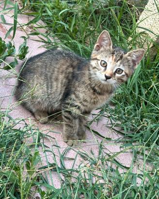Gattino di due mesi