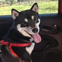 Shiba inu da monta provincia di Foggia