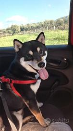 Shiba inu da monta provincia di Foggia