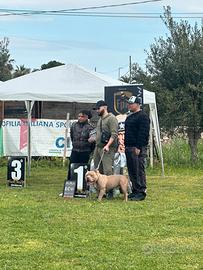 American bully
