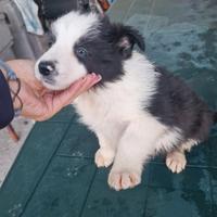 Cuccioli di border collie