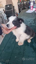 Cuccioli di border collie