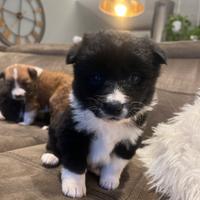Cuccioli Border collie /Akita