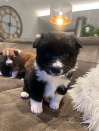 Cuccioli Border collie /Akita