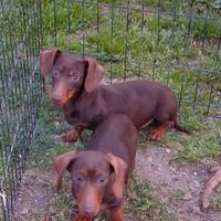 Bassotto kaninken cioccolato di sei mesi femmina