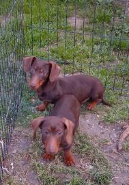 Bassotto kaninken cioccolato di sei mesi femmina
