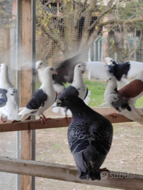 Colombi viaggiatori è show racer