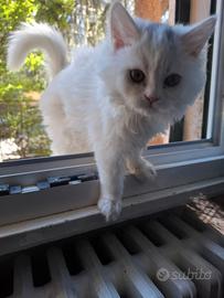 Gatti siberiani