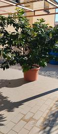 Pianta di limone