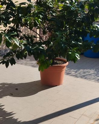 Pianta di limone