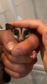 Petauri dello zucchero