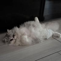 Maschietto disponibile x monta