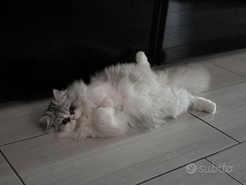 Maschietto disponibile x monta