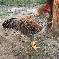 Gallo BIELEFELDER
