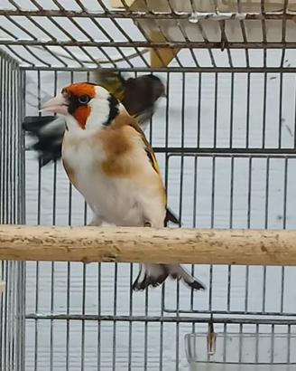cardellino mayor