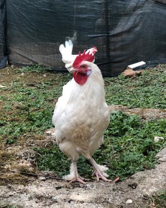 Gallo livornese