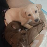 Cuccioli di cane meticci