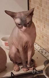 Gatto don sphynx 2 anni intero