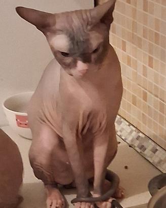 Gatto don sphynx 2 anni intero