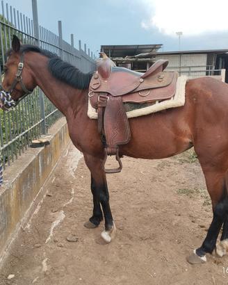 Cavallo
