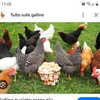 Galline ovaiole