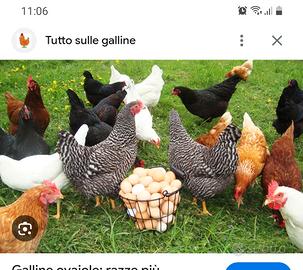 Galline ovaiole