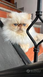 Gatta persiana red point