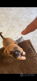 Cucciola Amstaff femmina con microchip