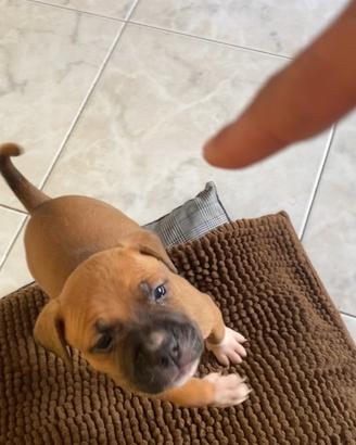 Cucciola Amstaff femmina con microchip