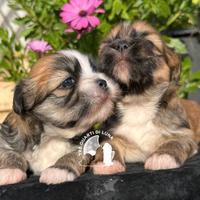 Tre Quarti di Luna Barboncino Maltipoo Lhasa Apso