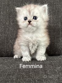 Gattini Cuccioli Persiani