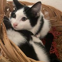 Gattini di 5 mesi