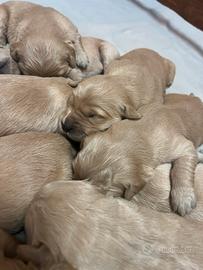 Cuccioli golden retriever