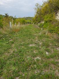 Terreno con alberi ad alto fusto