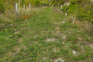 Terreno con alberi ad alto fusto