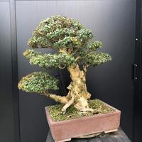 Bonsai bosso