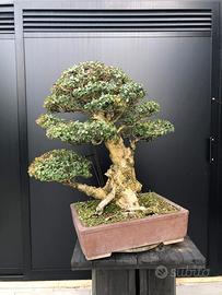 Bonsai bosso