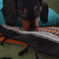 Bassotto nano/kaninken pedigree Enci