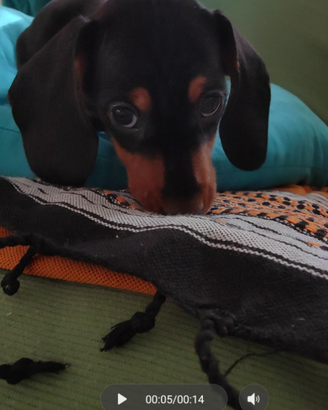 Bassotto nano/kaninken pedigree Enci