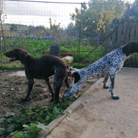 Cuccioli kurzhaar / bracco tedesco