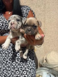 Bulldog francese