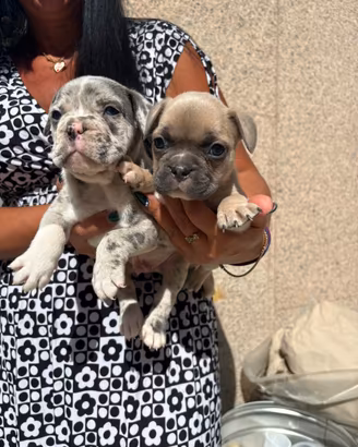 Bulldog francese