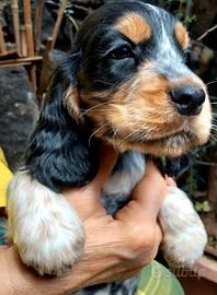 Cocker spaniel tricolore roano