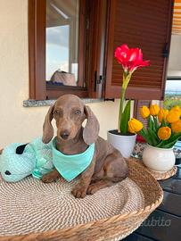 Cuccioli bassotti nano